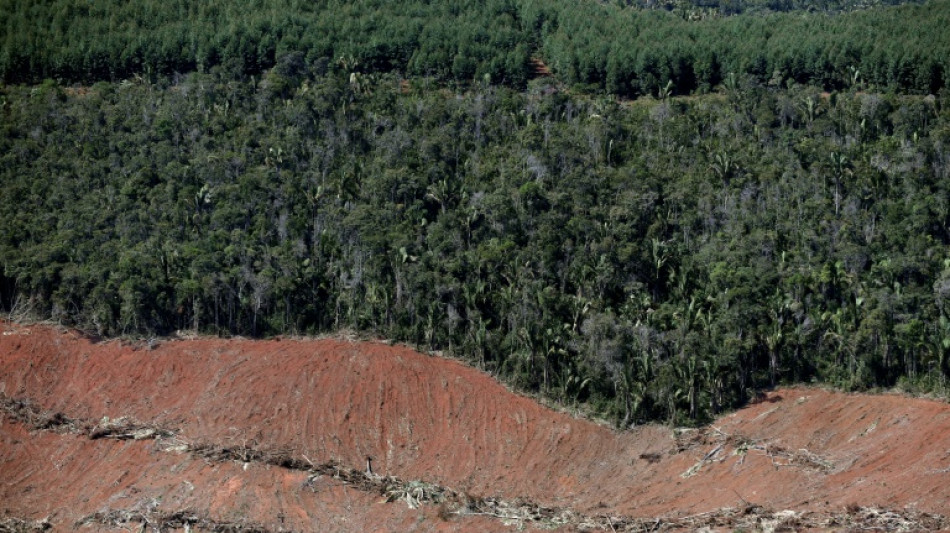 Au Br&eacute;sil, la d&eacute;forestation ravage aussi la For&ecirc;t atlantique 