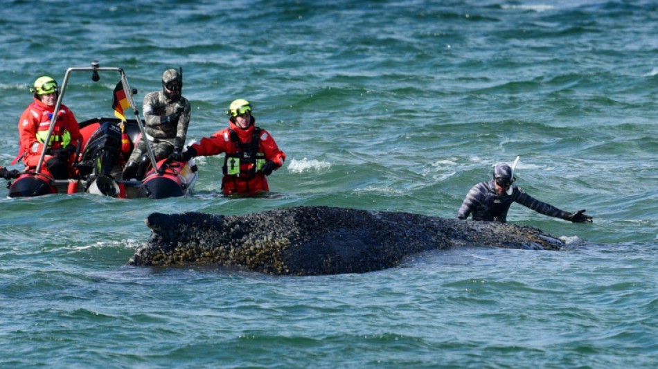 Allemagne: la baleine &eacute;chou&eacute;e sur la c&ocirc;te Baltique s'est lib&eacute;r&eacute;e et a disparu