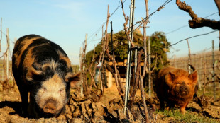 En Champagne, des cochons de "pr&eacute;cision" pour toiletter les vignes 