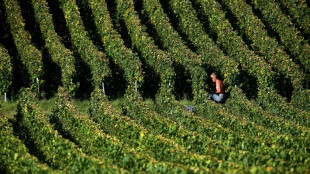 French champagne harvest begins with 'promising' outlook