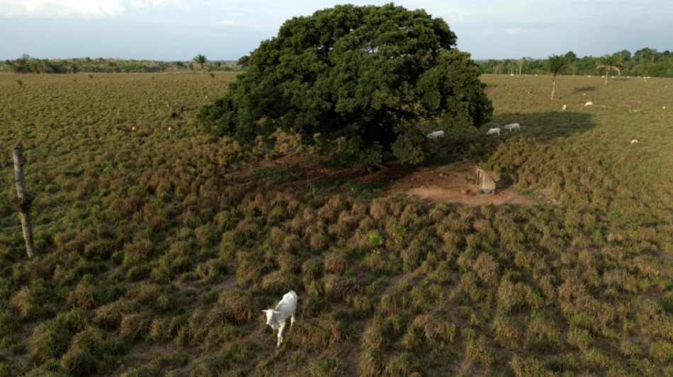 Brésil: la forêt amazonienne amputée d'une surface équivalente à l'Espagne en 40 ans