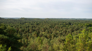 Trees taking drastic measures to survive climate-driven heat