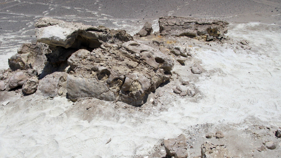 Nuovo rettile volante scoperto nel vomito di un dinosauro