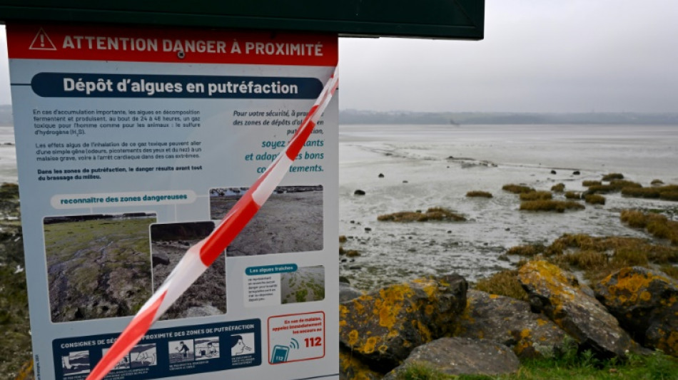 En fond de baie de Saint-Brieuc, des algues vertes même en hiver
