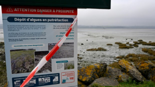 En fond de baie de Saint-Brieuc, des algues vertes même en hiver
