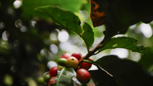 Il caff&egrave; Arabica aggiorna i massimi, sfiora 3,2 dollari a libbra