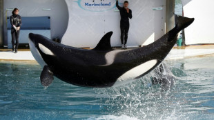 La mort d'une orque &agrave; Marineland en octobre due &agrave; une septic&eacute;mie