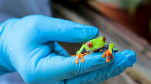 Ranas, boas y arañas por correo, el negocio de exportación de animales en Nicaragua