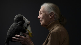 Primatologista Jane Goodall morre aos 91 anos