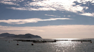 Ismea con Federpesca per rafforzare il sostegno alle imprese