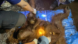 Rescatan a dos orangutanes del humo de los incendios en Indonesia