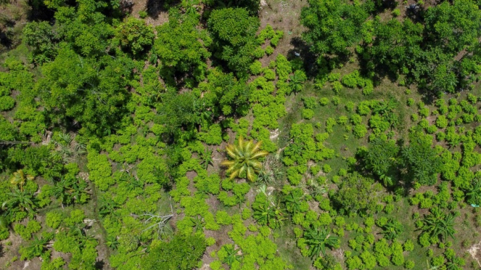Colombie: nouveau record de cultures de coca et de production de coca&iuml;ne en 2022