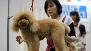 Giappone: dopo gli uomini, anche i cani vivono pi&ugrave; a lungo