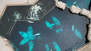 Mueren cuatro belugas y un delf&iacute;n tras ser trasladados desde un parque tem&aacute;tico en Canad&aacute;